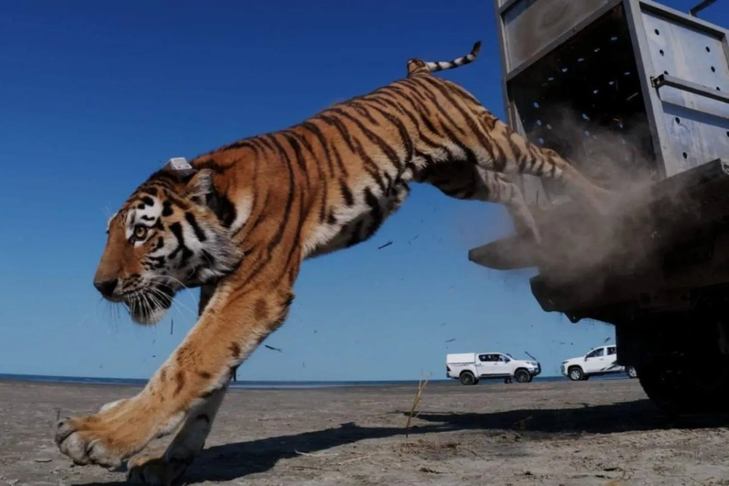 La tigre torna in Kazakistan dopo 70 anni: guarda l'emozionante rilascio in natura del primo esemplare dopo l'estinzione della tigre del Turan