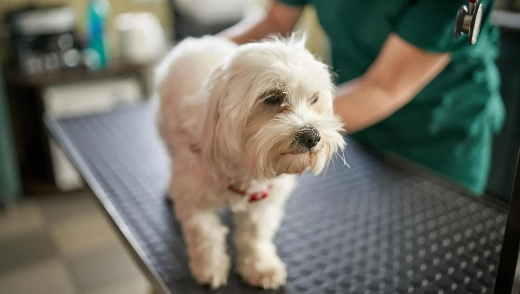 Il prezzo salato delle cure per i nostri animali