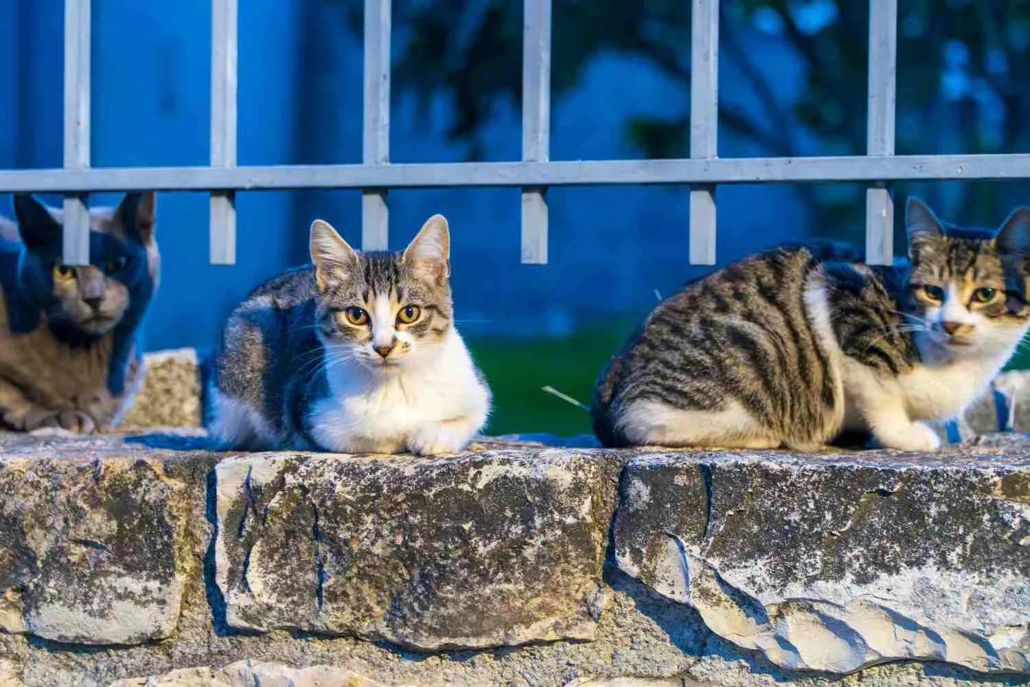Due gatti della colonia felina torturati e uccisi in pochi giorni: orrore nel Varesotto