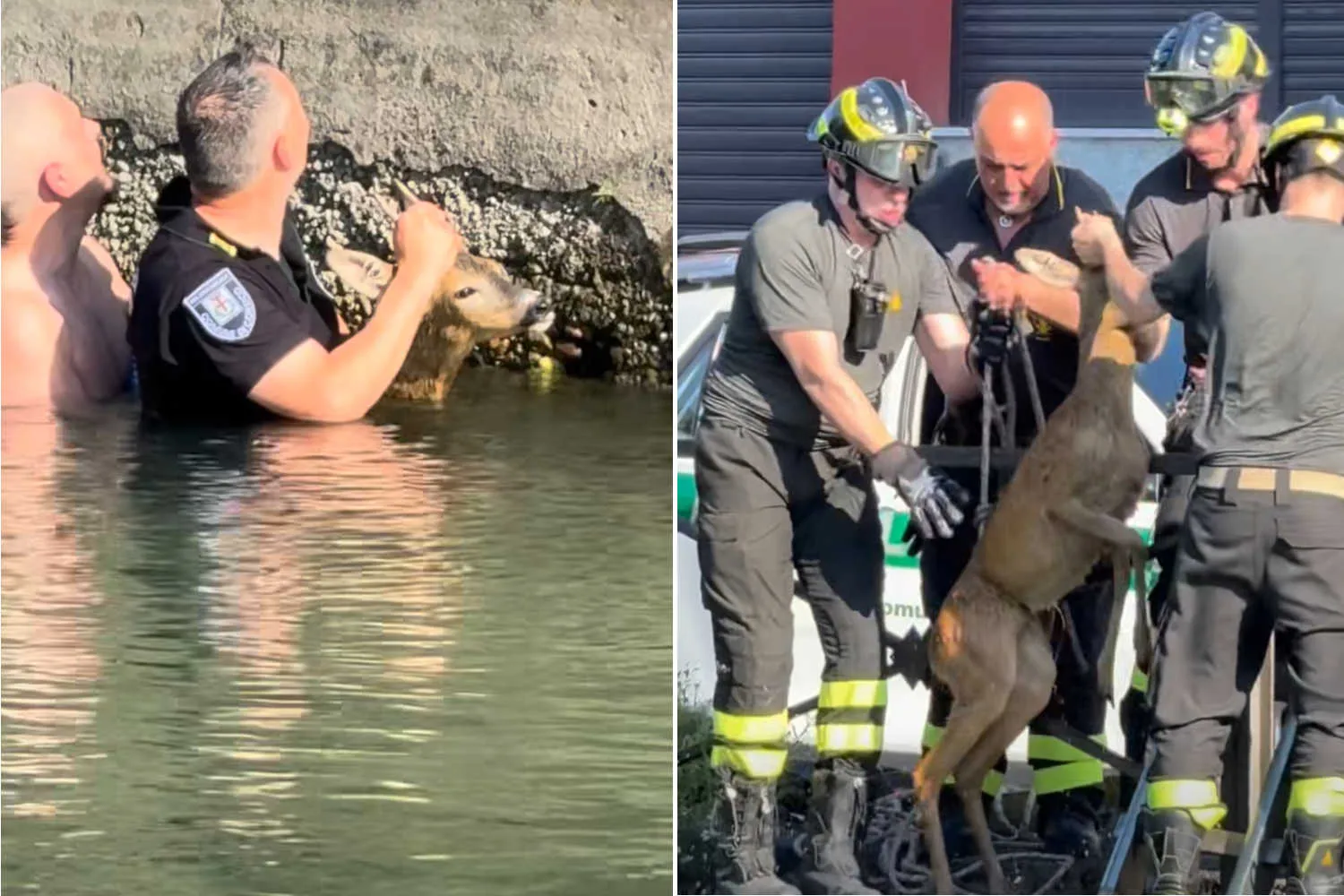 Cerbiatto trascinato dalla corrente nel Naviglio Grande: due agenti della polizia locale si gettano in acqua e lo salvano