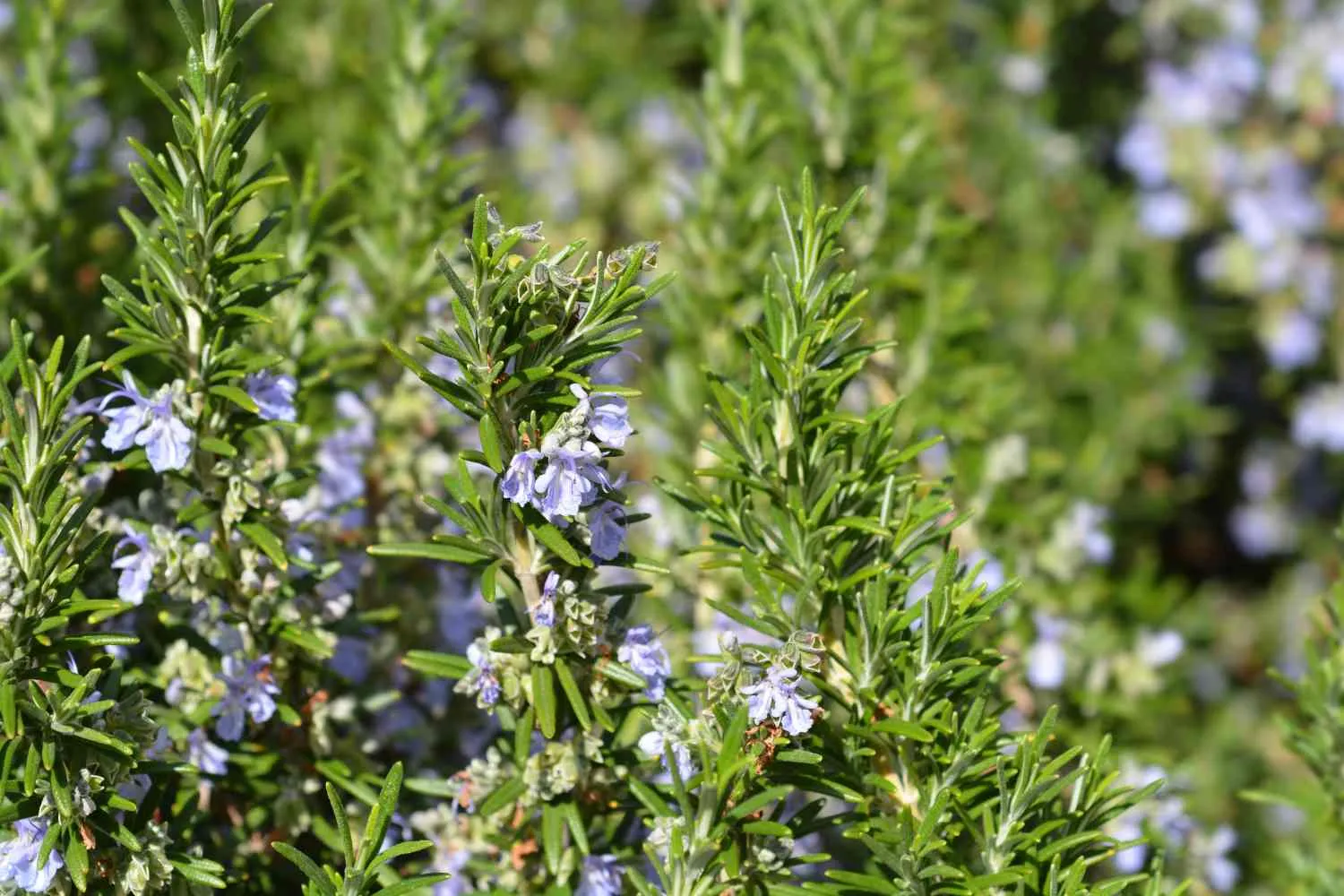 Fiori di rosmarino: 7 modi strepitosi per usarli che probabilmente non hai mai provato