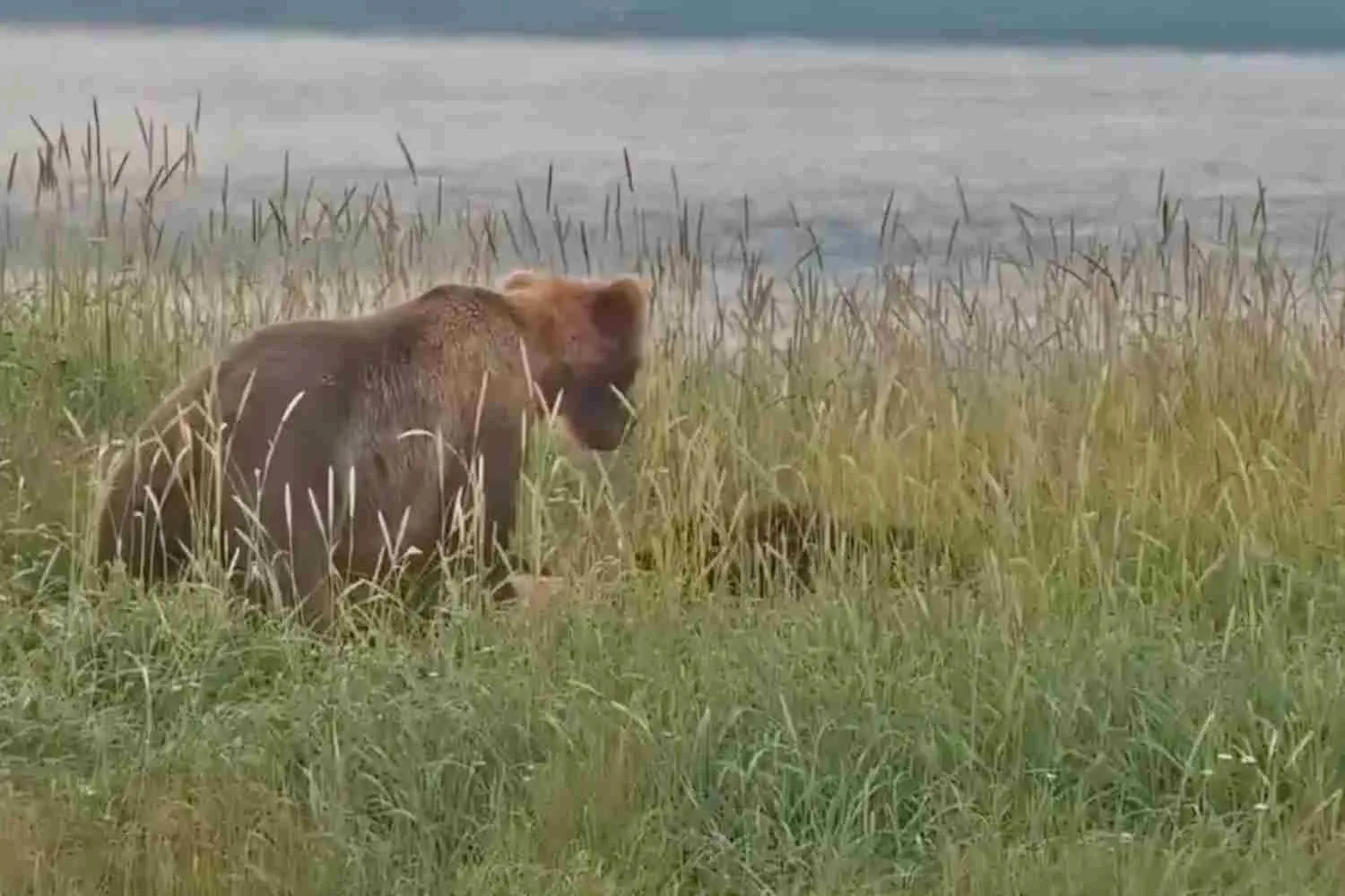 Mamma orsa uccide un cucciolo di un’altra femmina: l’attacco ripreso dalle telecamere di sicurezza del Katmai Park