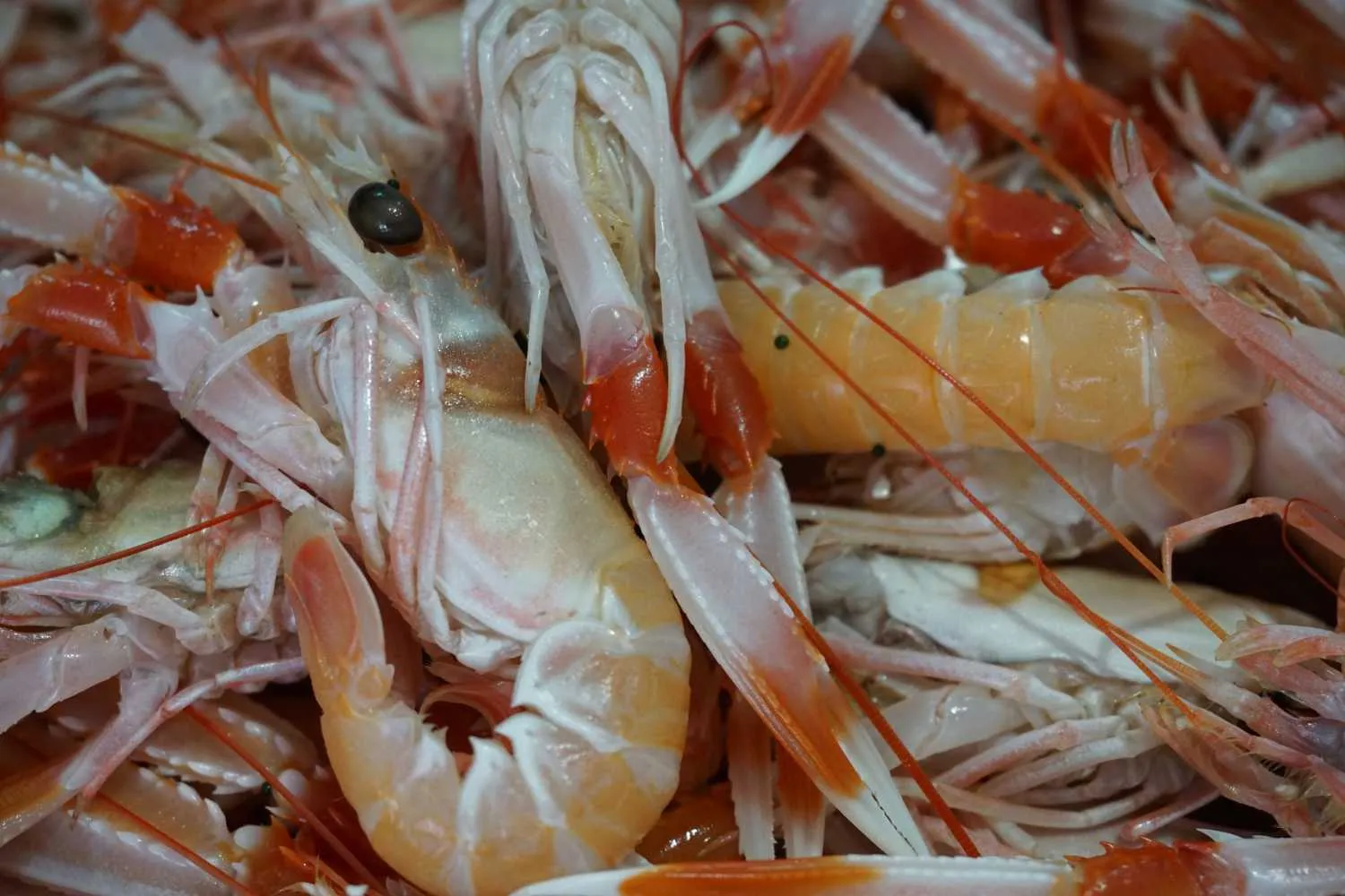 Gli scampi provano dolore proprio come i vertebrati: lo studio che svela che li abbiamo sempre sottovalutati