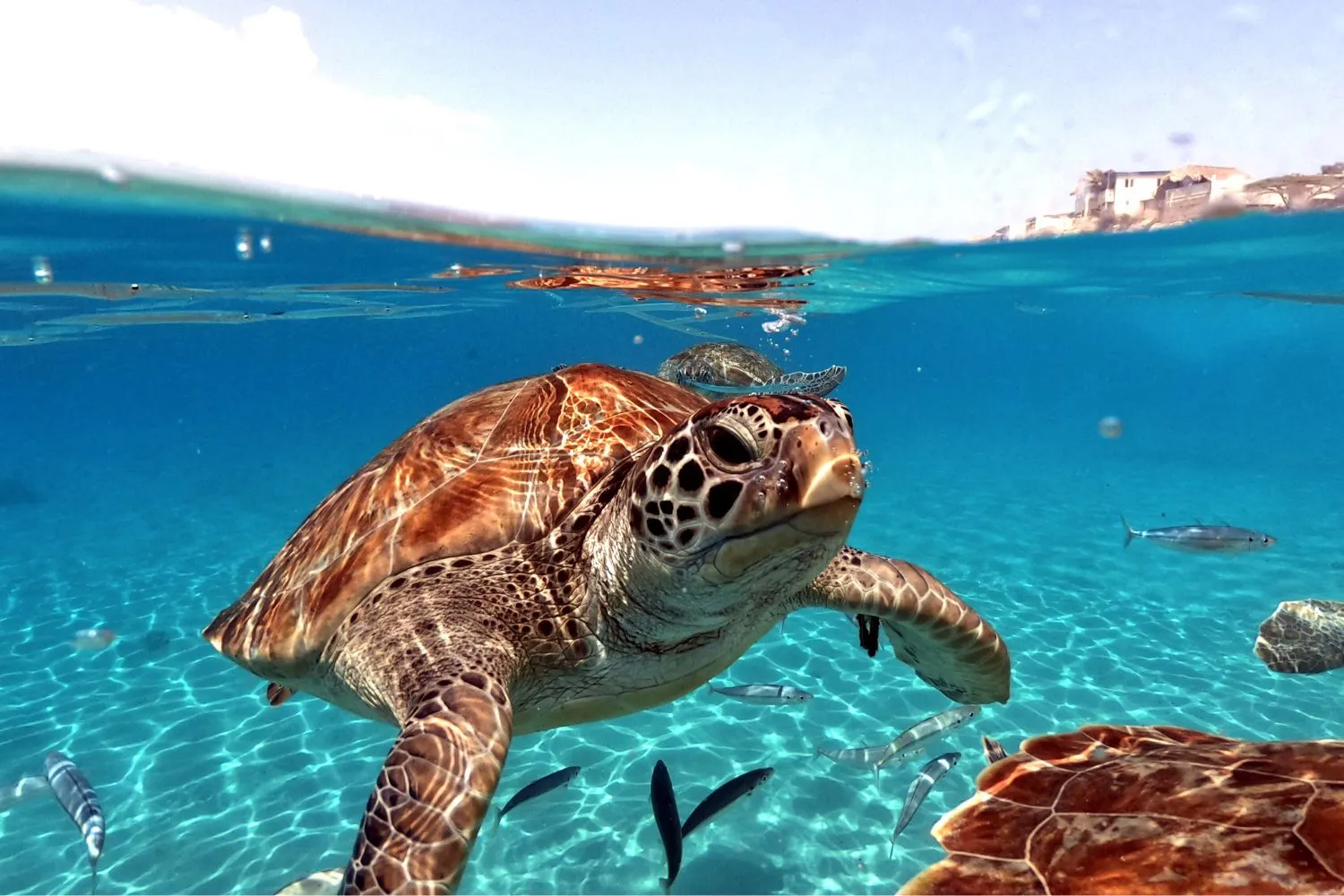 Lo strano (e affascinante) caso delle tartarughe marine che non vogliono lasciare le isole Galápagos