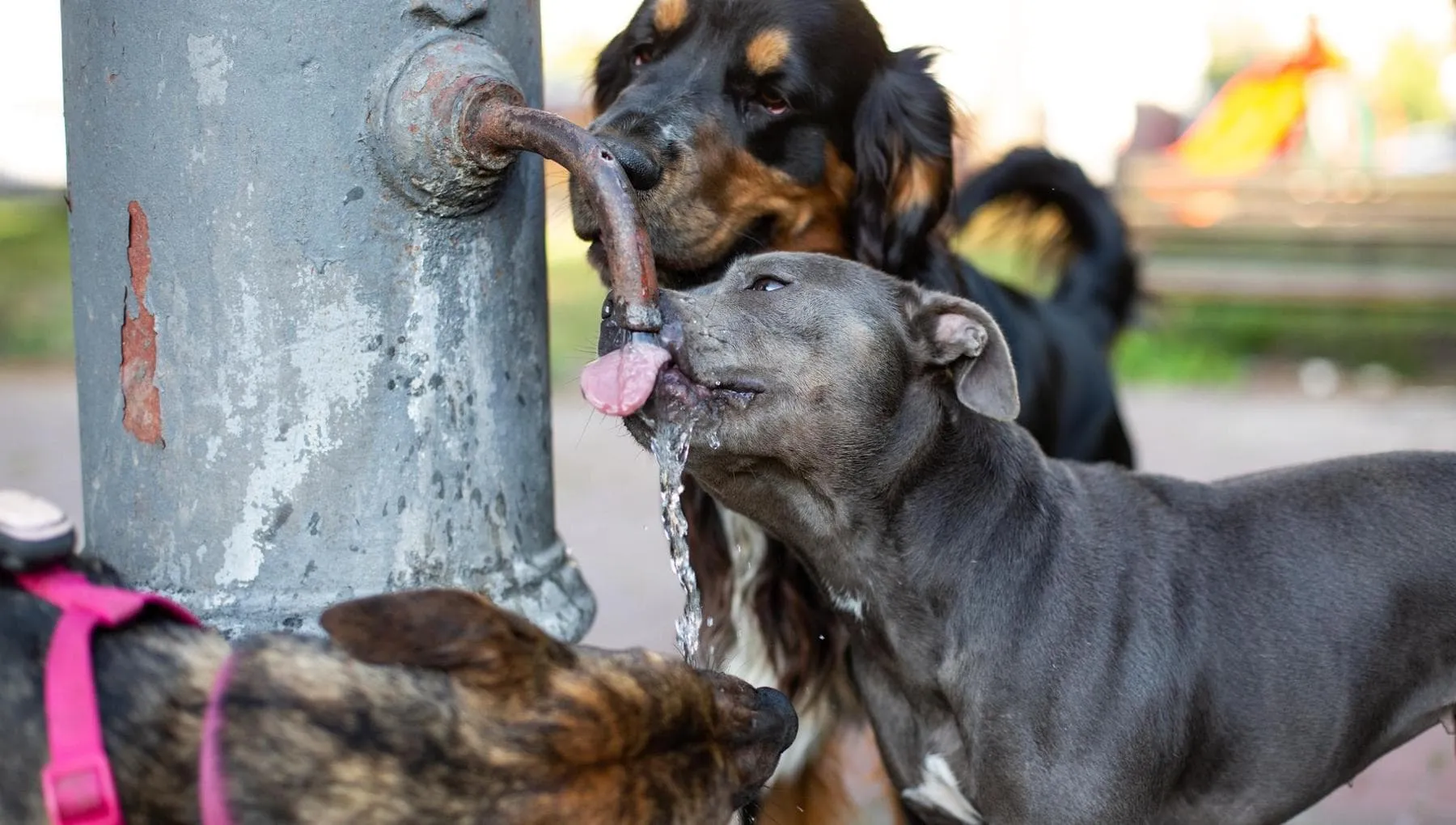 Gran caldo, prima di uscire con il vostro cane fate la prova 7 secondi