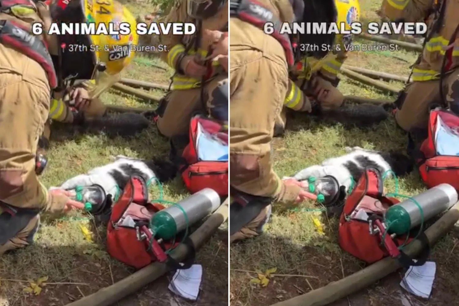 L’emozionante salvataggio di tre cani e tre gatti intrappolati in un incendio: i Vigili del fuoco li rianimano con le maschere per l’ossigeno