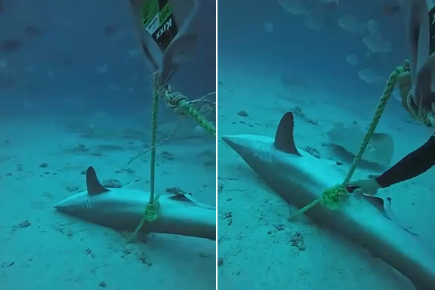 Sub salvano due squali intrappolati negli attrezzi da pesca alle Maldive: l’emozionante liberazione (e la lotta per la sopravvivenza)
