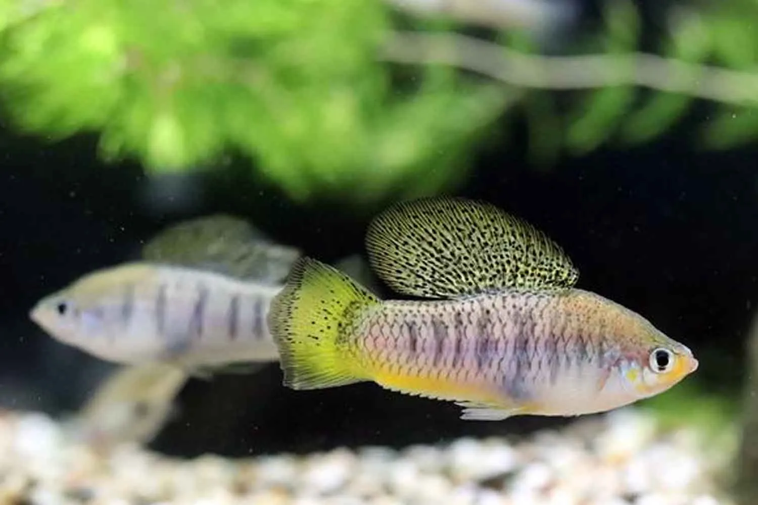Questo fiume è così inquinato da rovinare l’olfatto dei pesci e spingerli ad accoppiarsi con la specie sbagliata