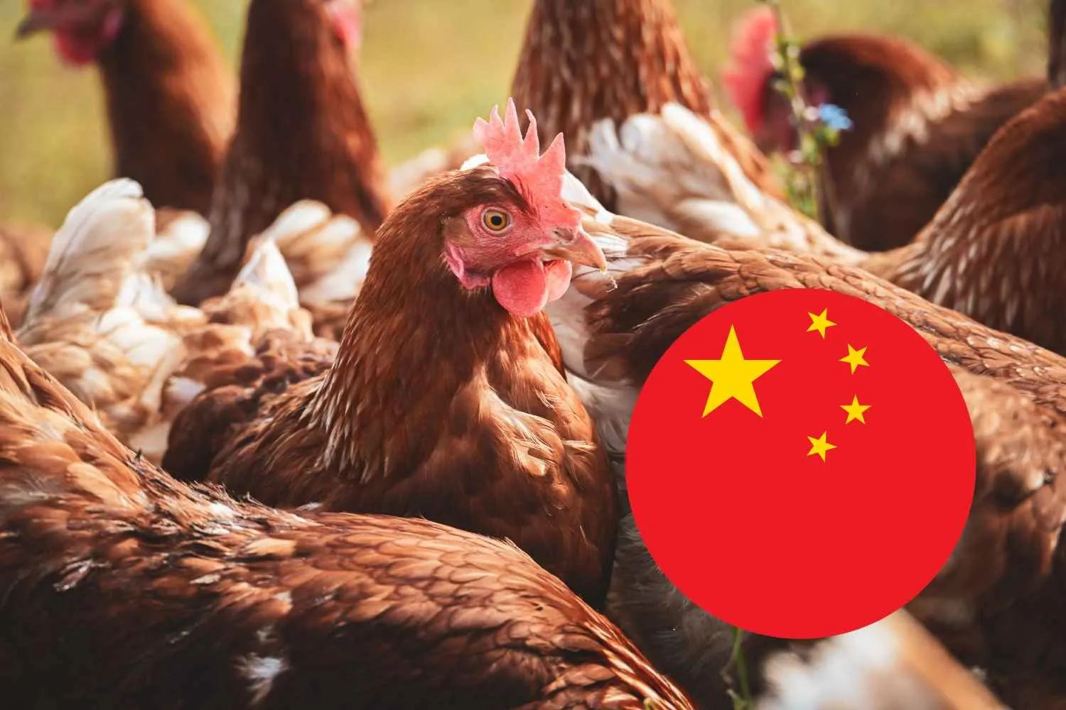 La Cina produce sempre più pollo, lo esporta a basso costo (e l’Europa trema)