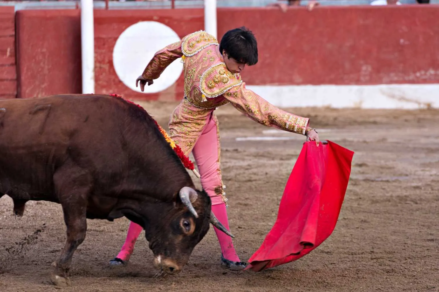 Vittoria! Sospesa la corrida francese di La Brède: quest’anno non si terrà (e la decisione del tribunale potrebbe creare un precedente)