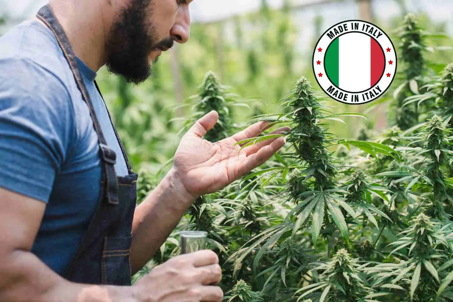 Cannabis light italiana: cosa significa davvero oggi, tra normativa instabile e filiera made in Italy