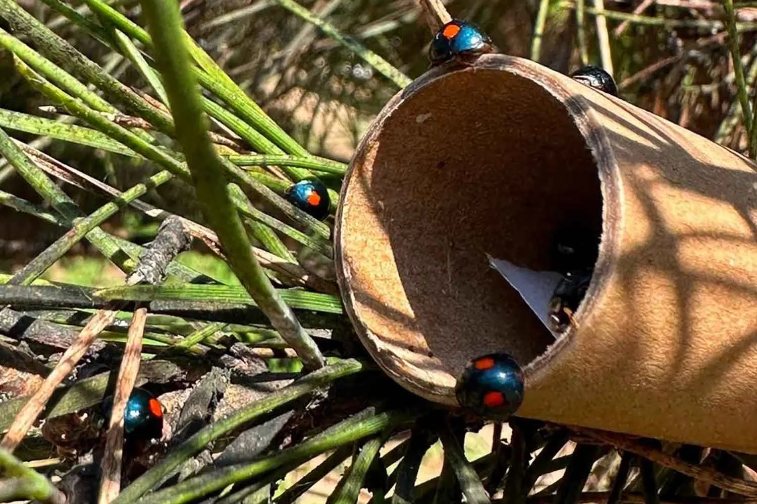 Il parassita alieno cocciniglia tartaruga sta mettendo in ginocchio i pini italiani: a Fregene chiude anche la storica fabbrica di pinoli