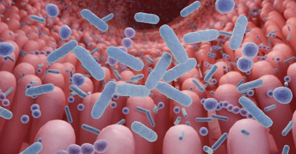 Malattie infiammatorie intestinali:  ecco il test sul rischio malnutrizione