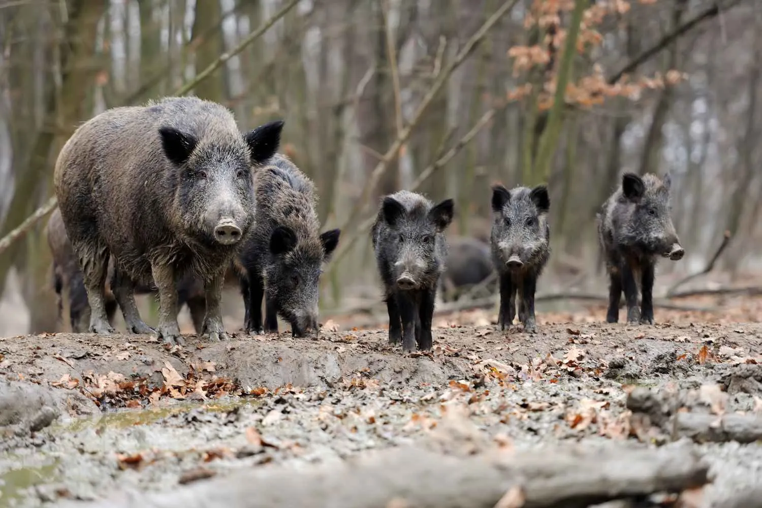 Cosa fare se incontri un cinghiale o un gruppo di cinghiali (e perché scappare può essere una pessima idea)