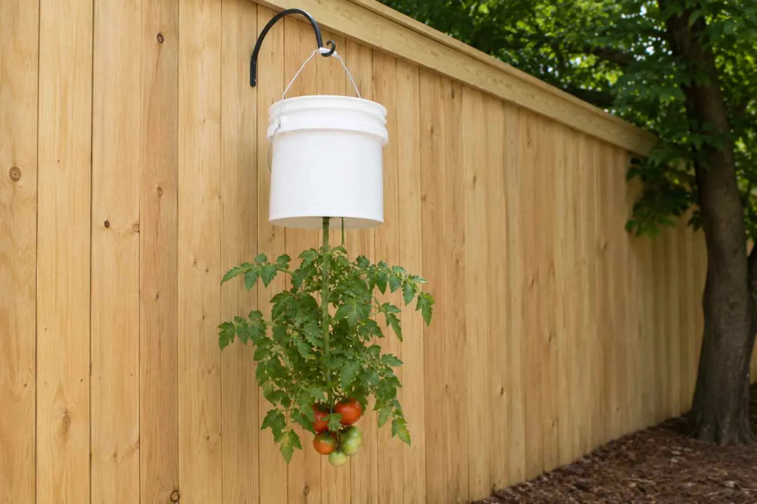 Pomodori a testa in giù: la tecnica che sta conquistando i balconi italiani funziona davvero?