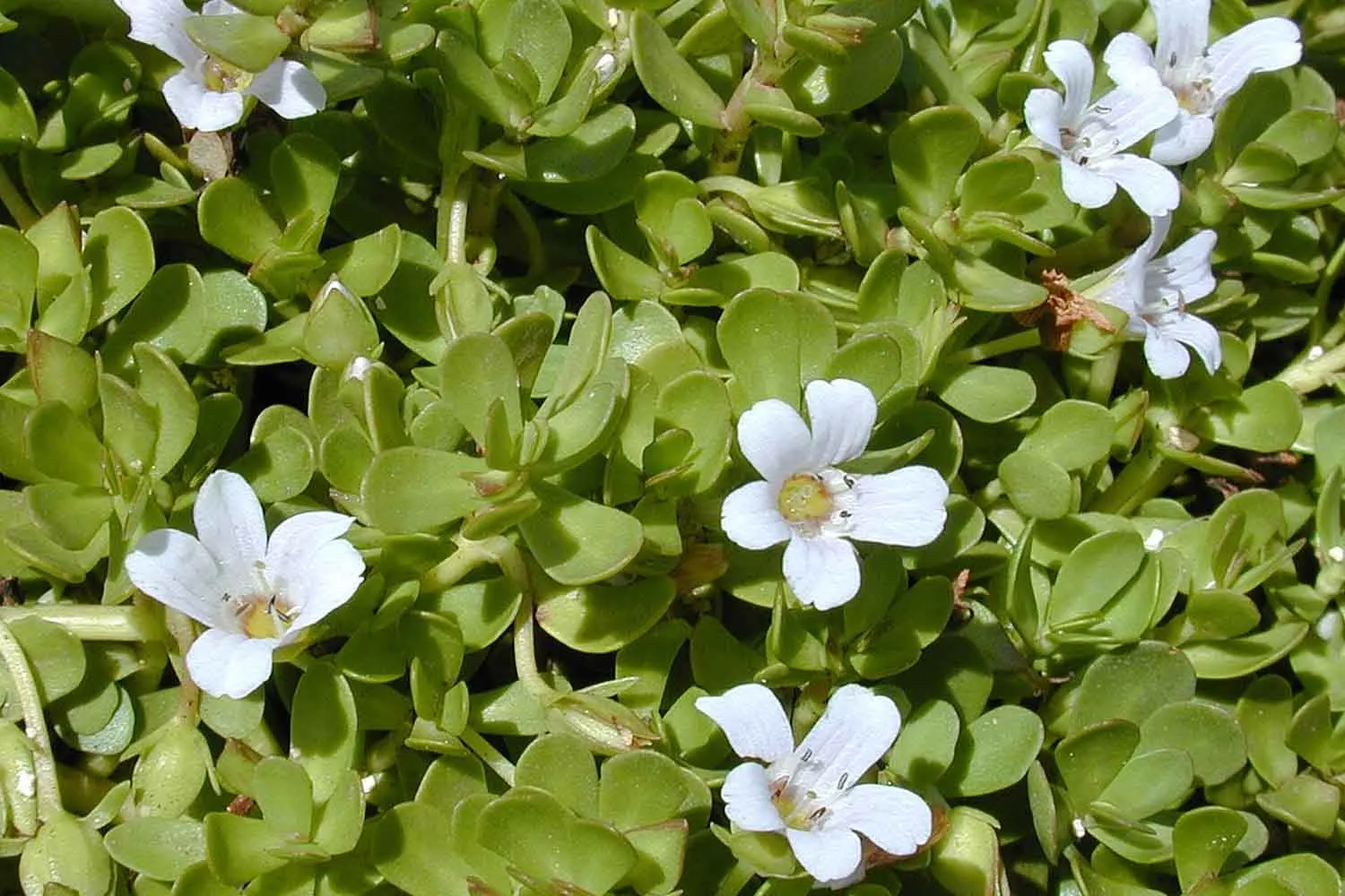 Bacopa, la pianta della memoria: così la scienza sta riscoprendo l'antico rimedio ayurvedico anche contro la demenza