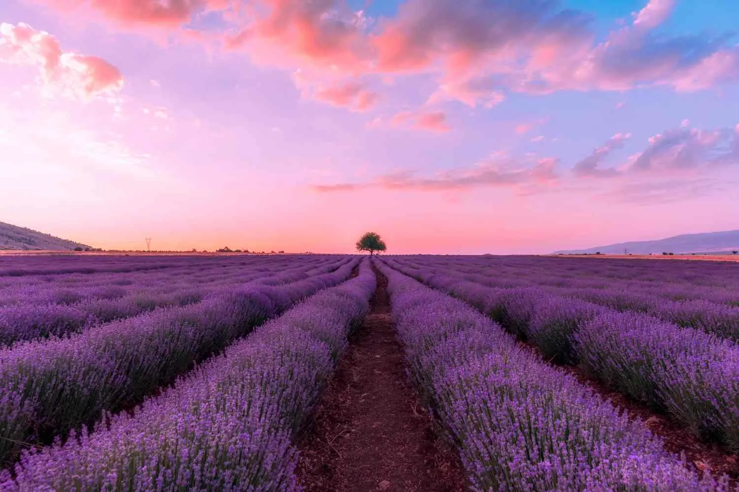 Lavanda in fiore: gli eventi e i luoghi più belli da visitare in Italia nei prossimi weekend