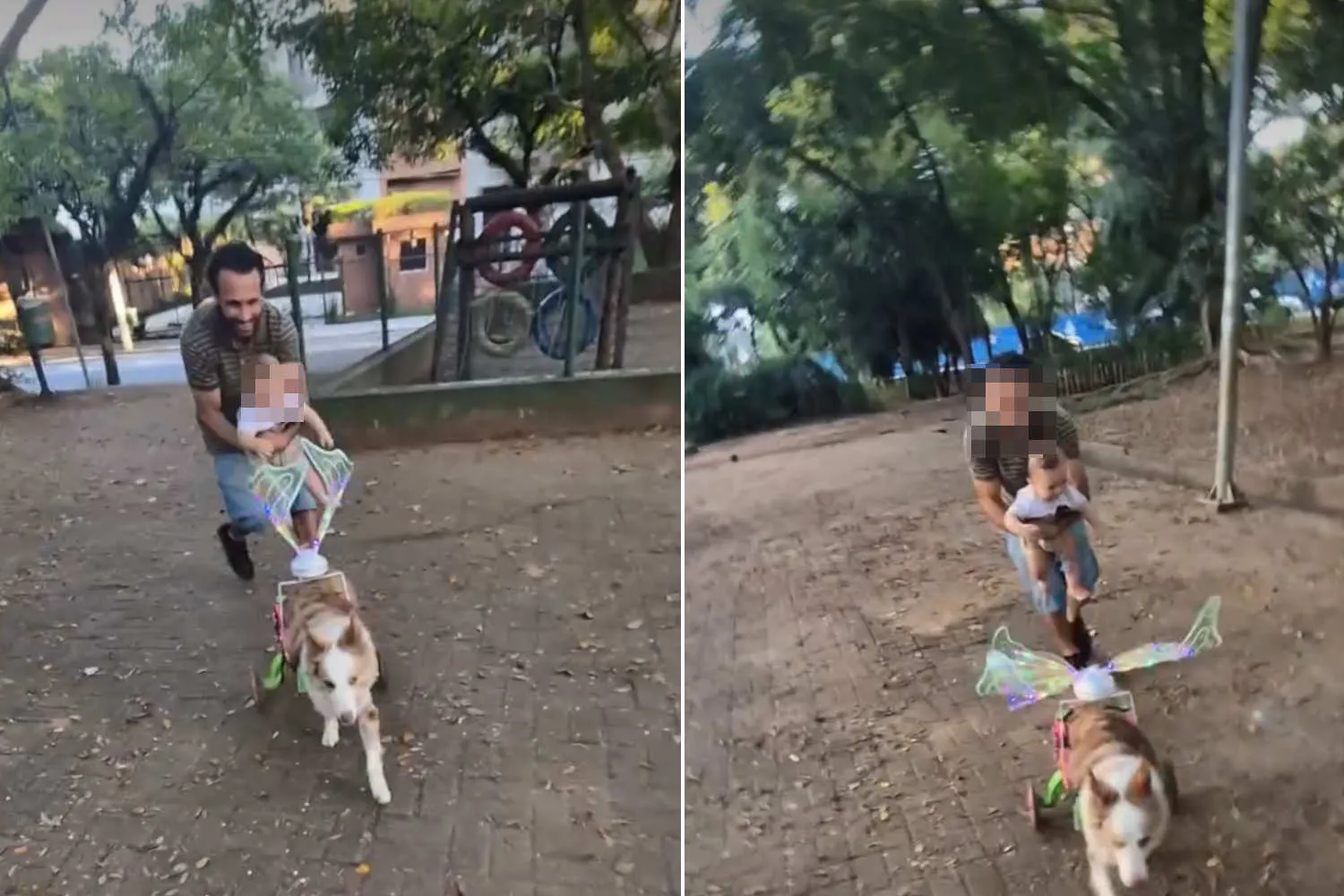 Valente, la cagnolina paraplegica con carrozzina e ali da fata sta commuovendo il mondo