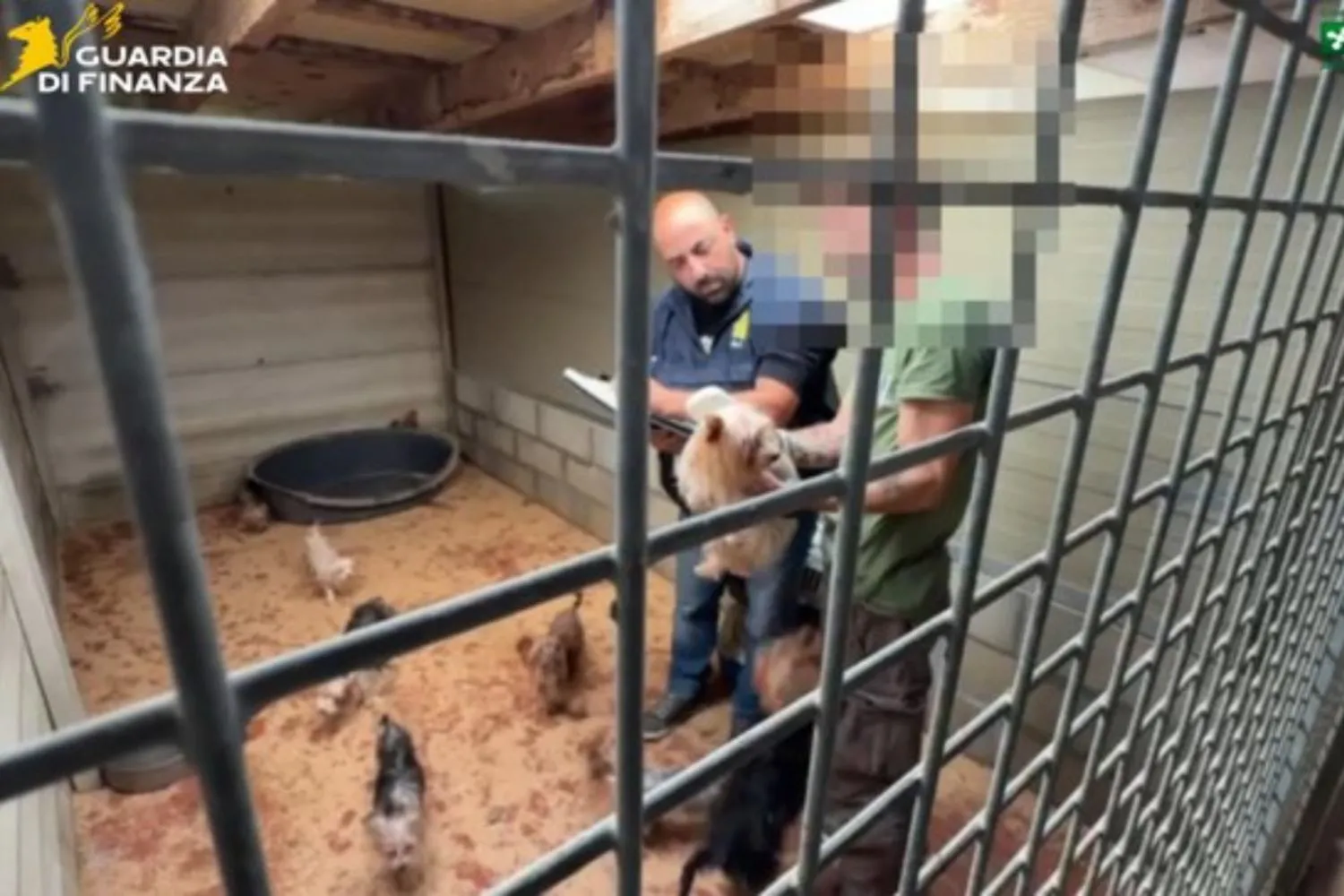 Scoperto un allevamento infernale nel Varesotto: 40 cani salvati, erano feriti e rinchiusi in spazi piccolissimi (fra escrementi)