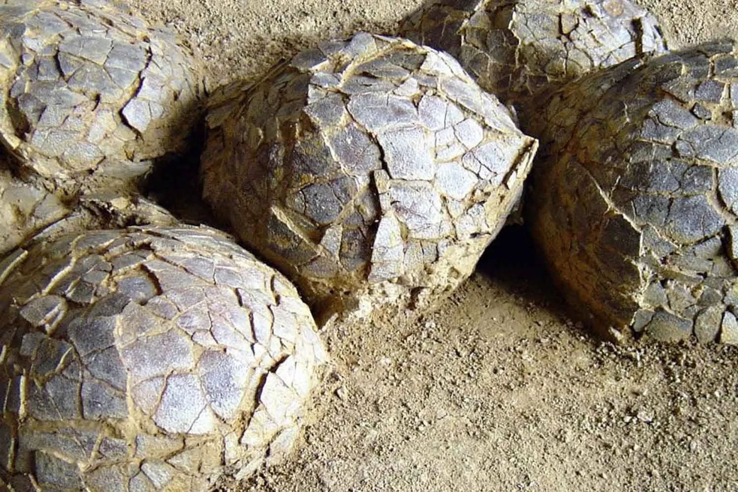 Nel Sud della Francia sono emerse oltre cento uova di dinosauro grandi come palloni
