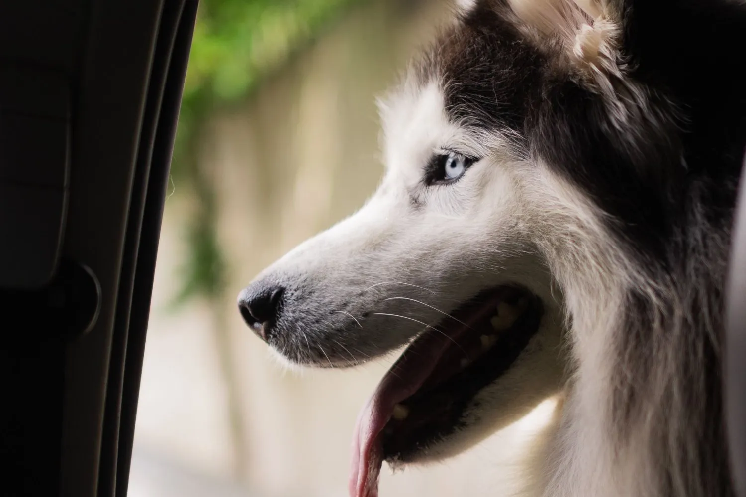 Polizia salva un Husky dentro un’auto rovente, ma è costretta a restituirlo al proprietario che lo aveva lasciato lì per recarsi a una festa