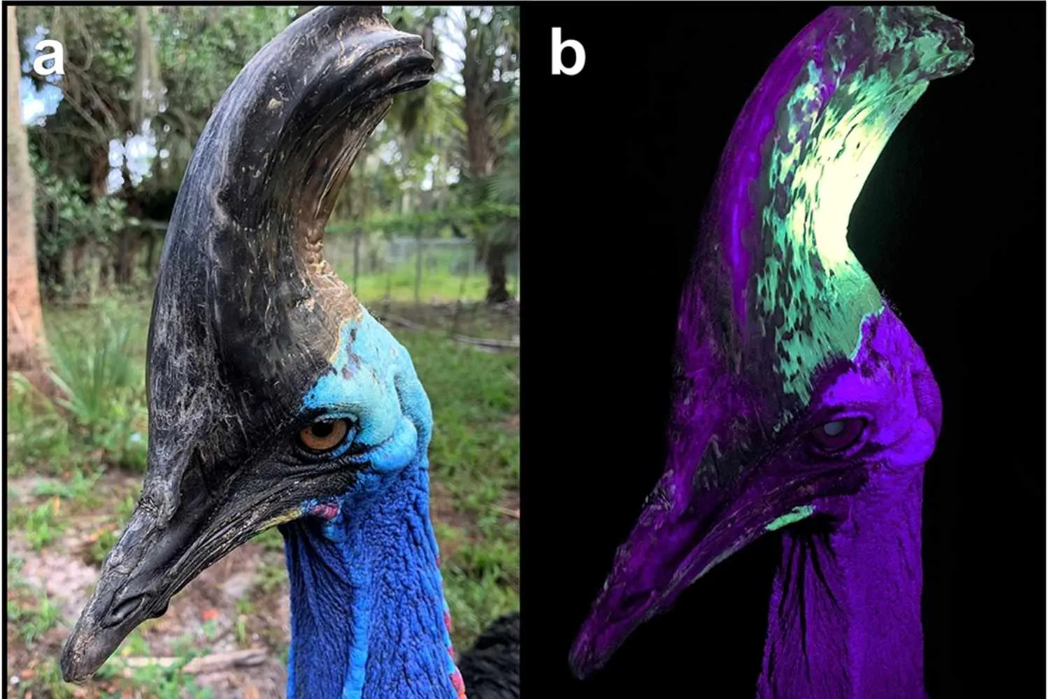 L’uccello “più pericoloso del mondo”? Ha una grossa cresta che diventa fluorescente ai raggi UV