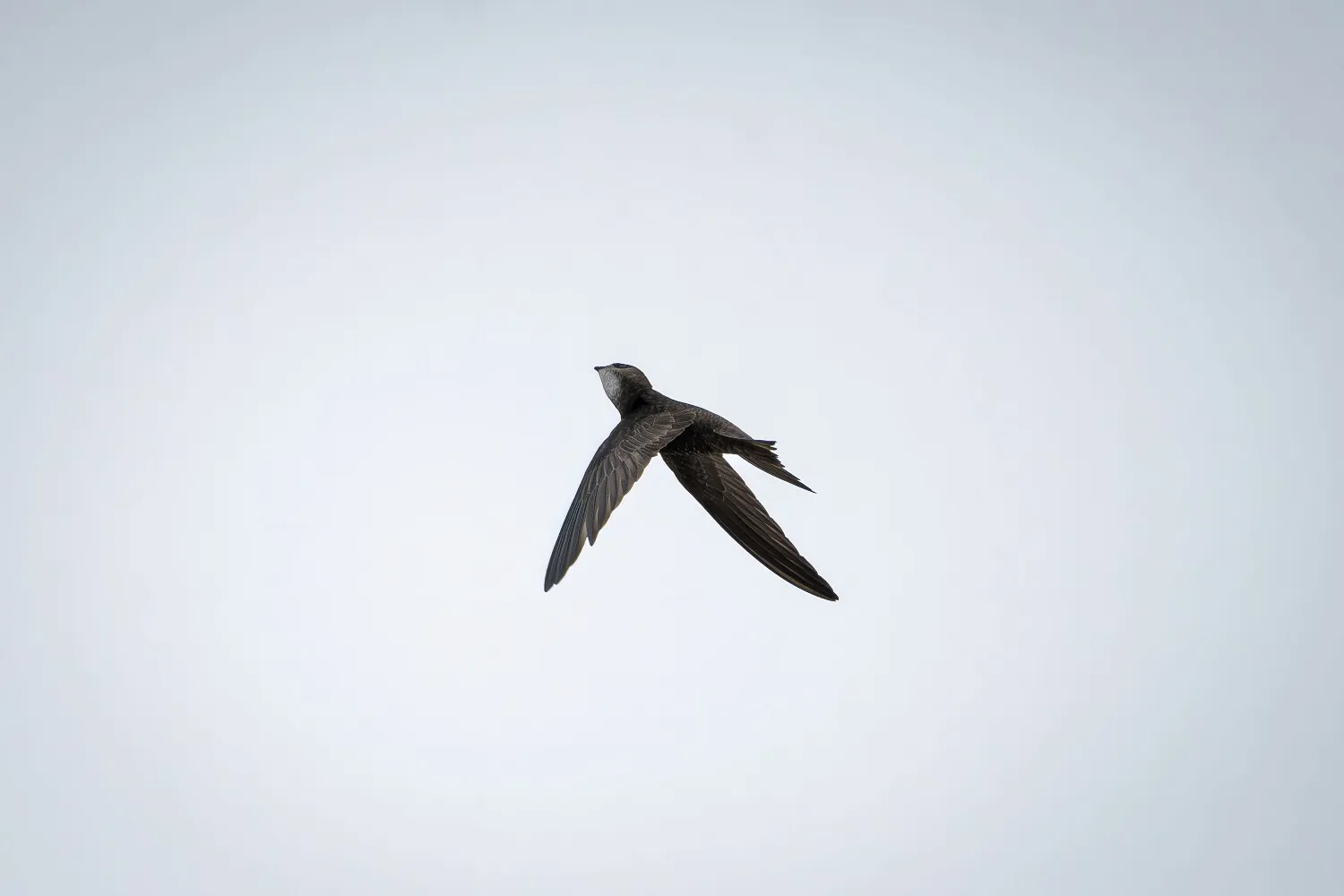 In volo per 19 mesi senza mai toccare terra: il record di questo piccolo rondone è sbalorditivo