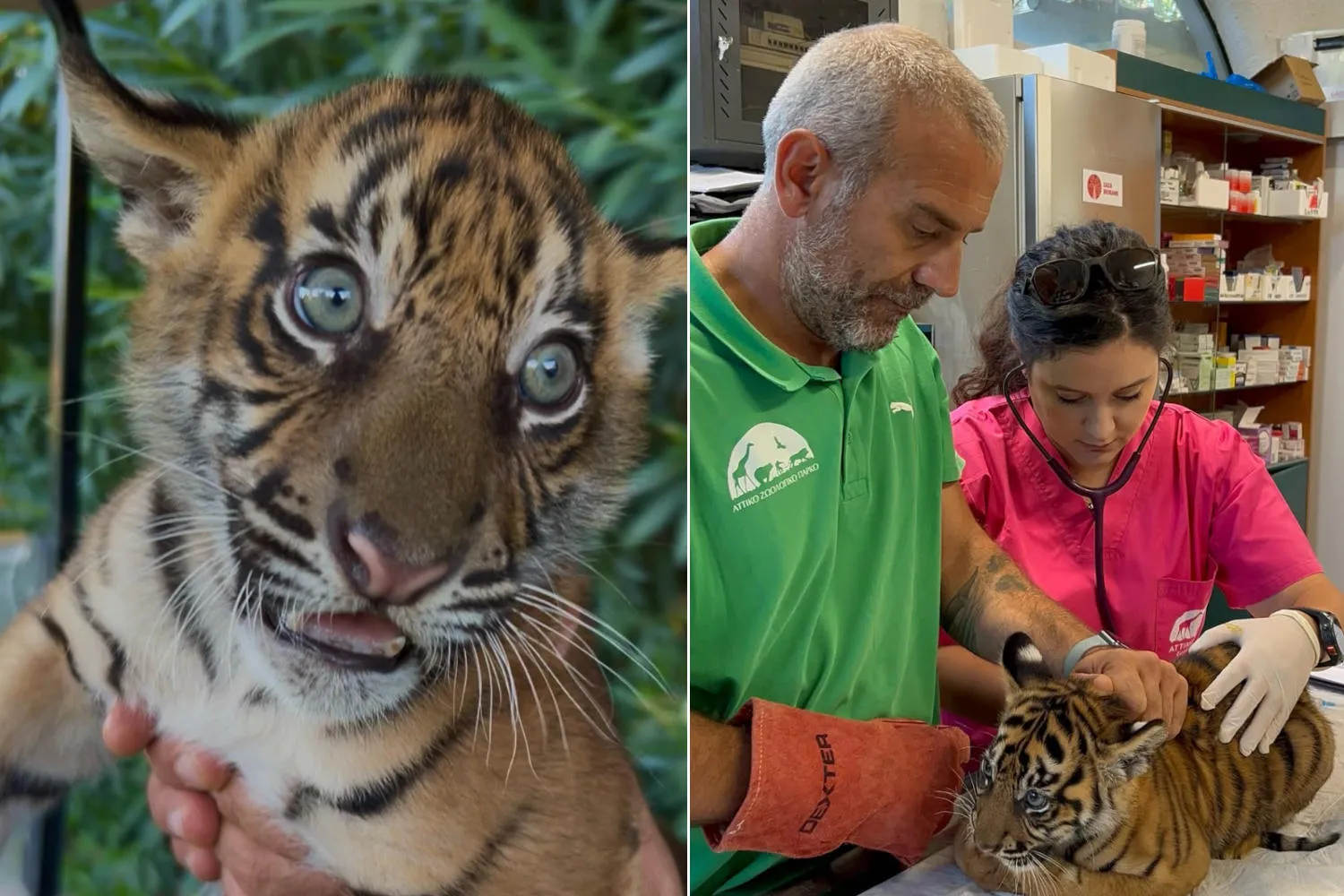 Nati tre rarissimi cuccioli di tigre di Sumatra allo zoo di Atene: sono adorabili, ma non vedranno mai il loro habitat naturale