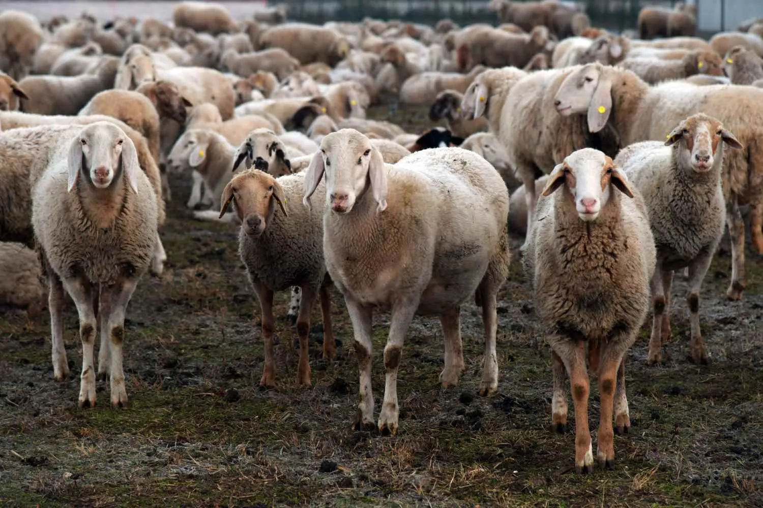 “Il microchip nello stomaco di pecore e capre sta uccidendo gli animali”: la protesta degli allevatori veneti contro il bolo ruminale