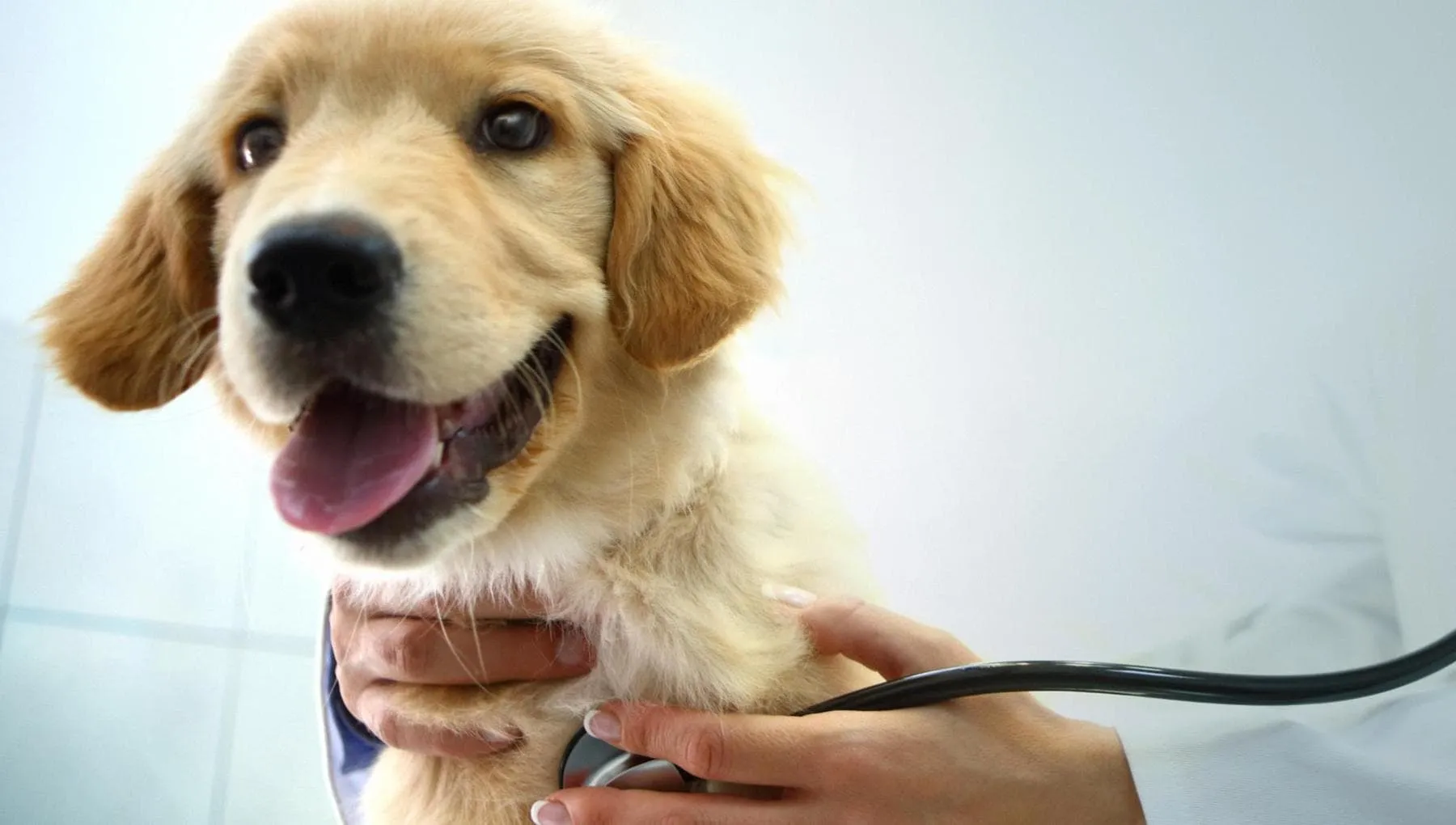 Fido ha un soffio al cuore? Ecco l’IA per diagnosi precoce e cure mirate
