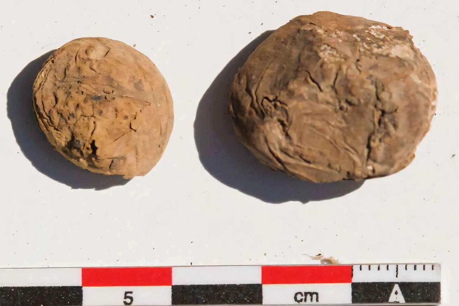 Patate di 500 anni ritrovate in Perù: così gli inca riuscivano a conservarle per decenni nonostante il clima umido
