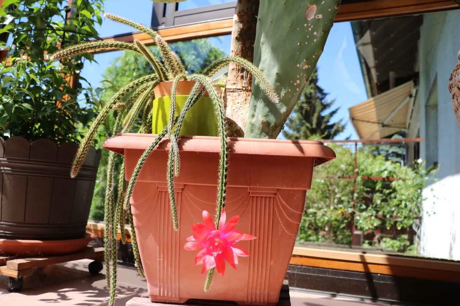 Coda di topo: come coltivare il cactus dal nome buffo che in Messico curava anche i malanni