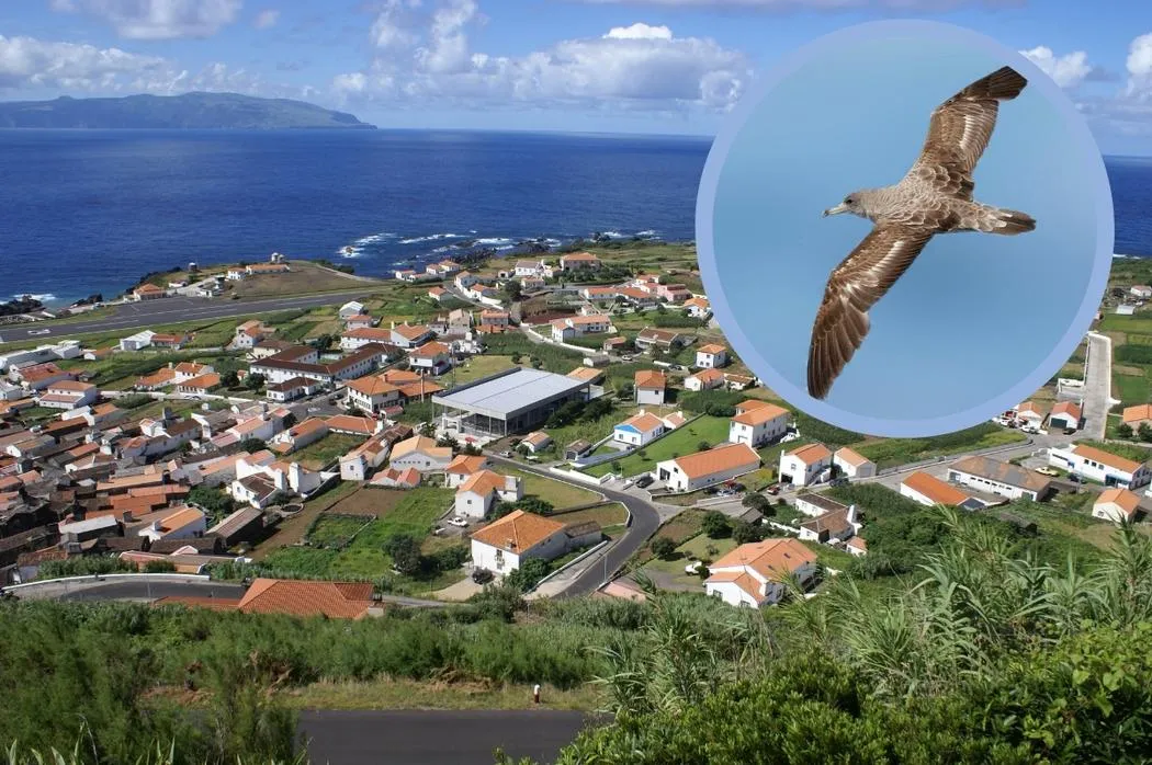 Quest’isola delle Azzorre spegne tutte le luci per salvare i piccoli uccelli che devono raggiungere l’oceano per la prima volta