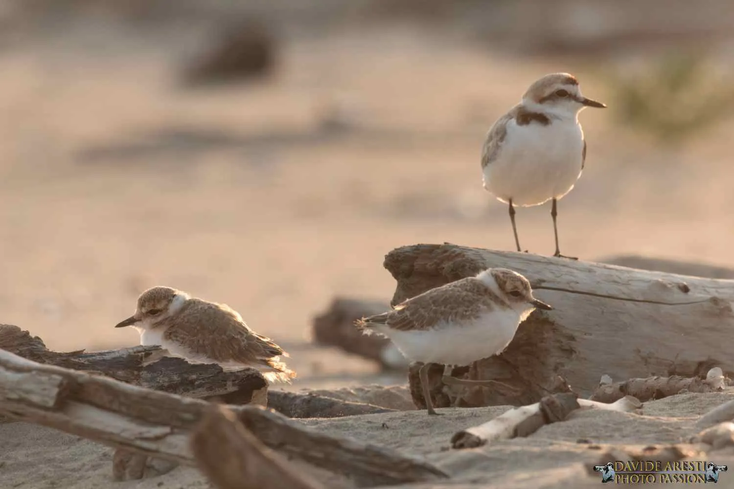 Due pulcini di fratino sono pronti a volare: la spiaggia più affollata di Ravenna li ha salvati
