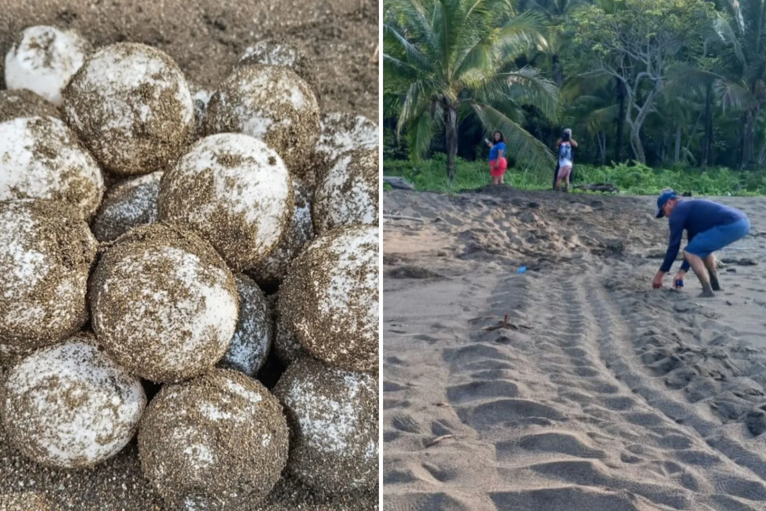 Sorpresa! Panama festeggia il ritorno delle gigantesche tartarughe liuto, che nidificano dopo quasi 30 anni
