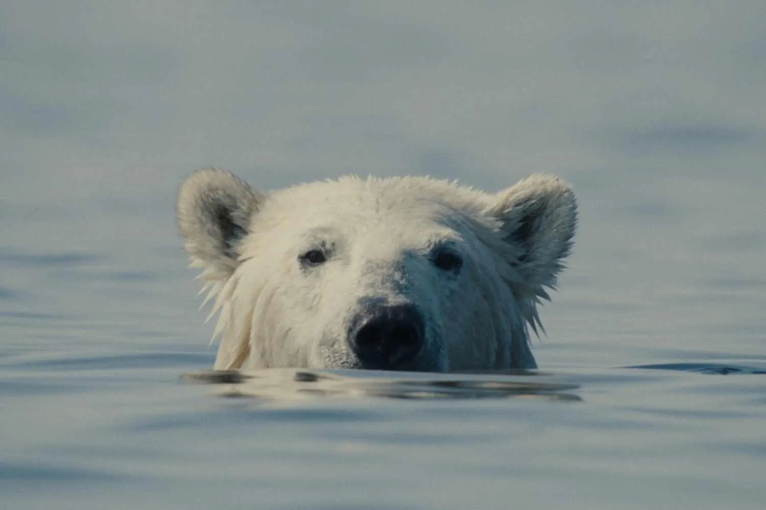 Al 29° festival CinemAmbiente trionfa un documentario sull’agonia degli orsi polari: tutti i film premiati (e come vederli gratis)