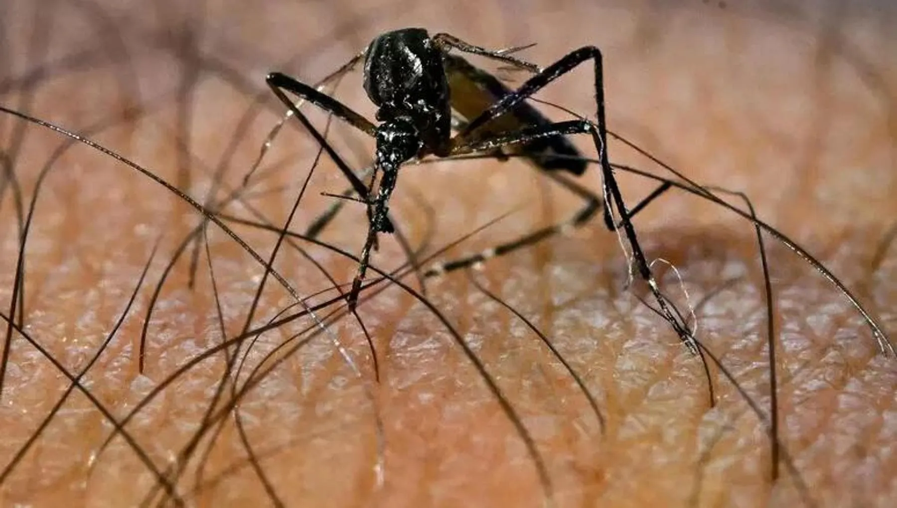 Caldo, +20% rischio infezioni per ogni grado in più
