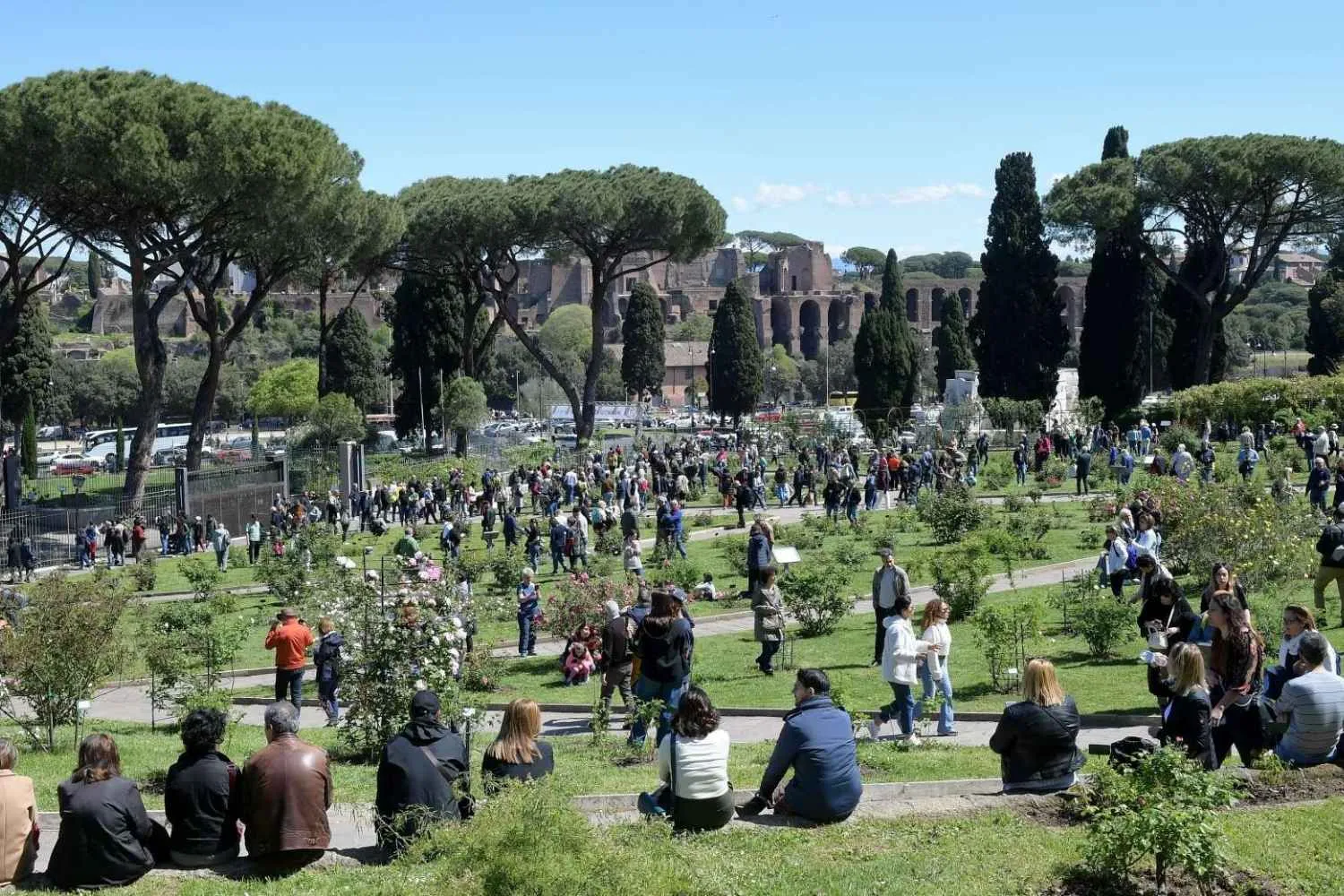 A Roma puoi ammirare la fioritura di rose antiche e rare anche in autunno: ha riaperto il roseto comunale (ed è gratis)