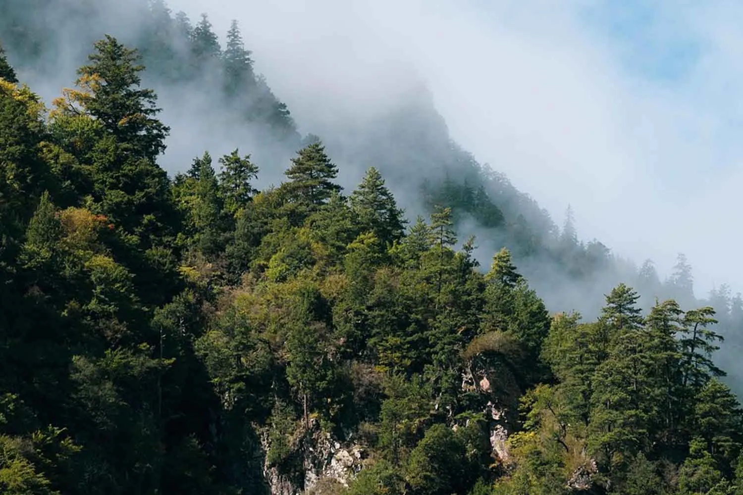 Gli alberi potrebbero assorbire meno CO2 di quanto si pensasse: lo studio che cambia tutto