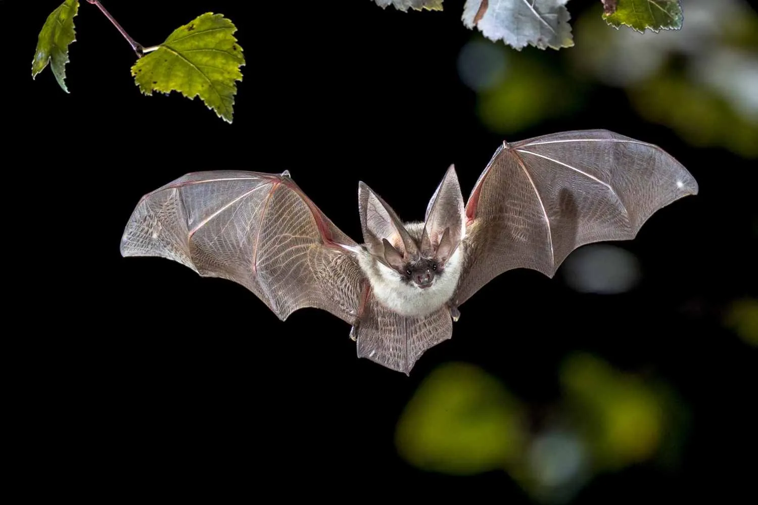 Morto di rabbia a 11 anni dopo il morso di un pipistrello: il drammatico caso che ha ingannato i medici per giorni