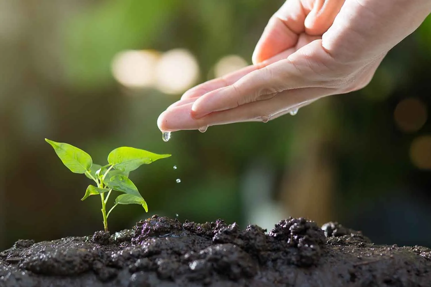 Biochar, il ritorno di un'antica tecnica per migliorare i suoli e contrastare la desertificazione