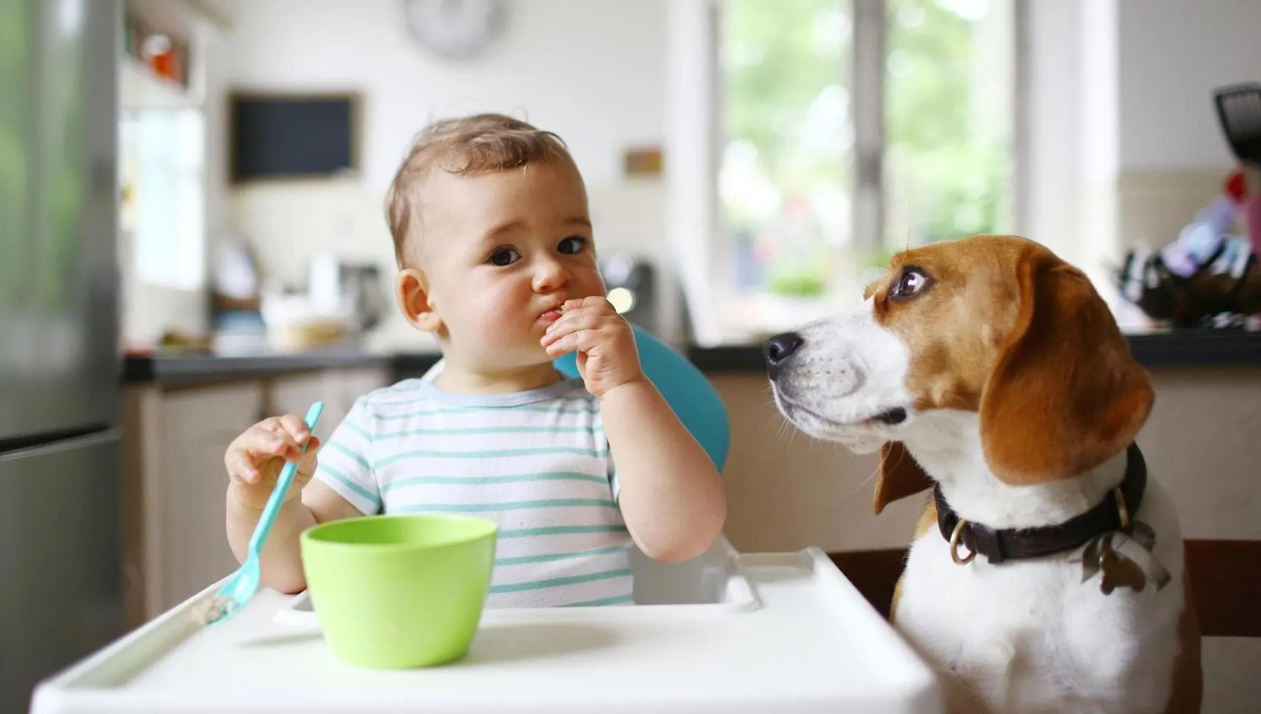 Il bebè è in arrivo e col cane come si fa?