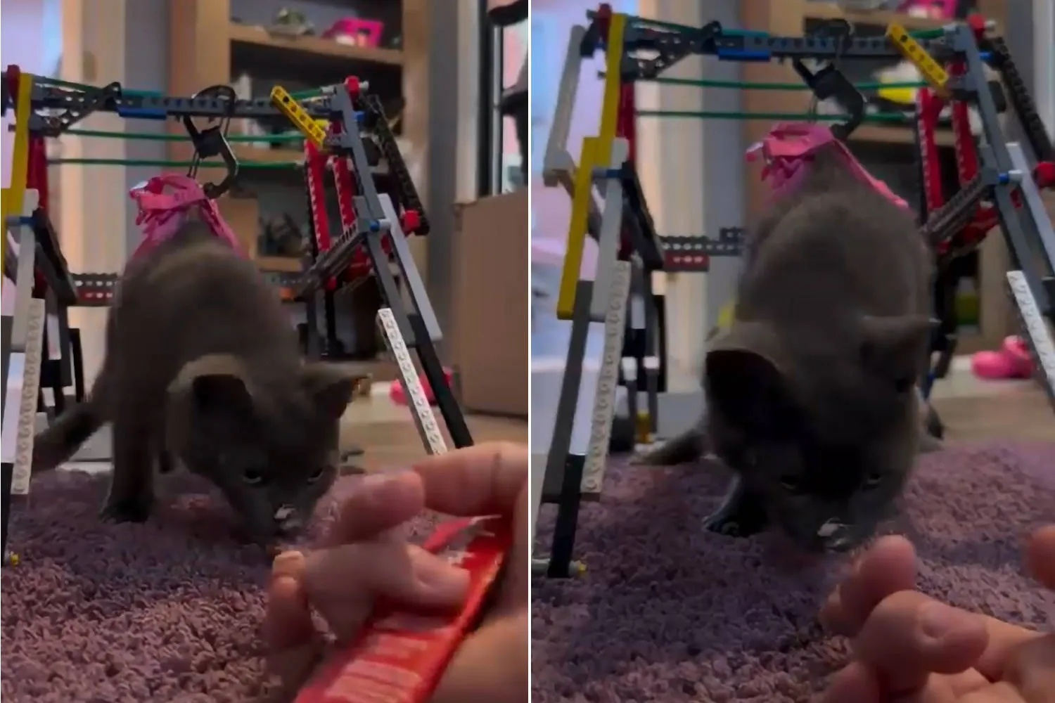 Gattino affetto da una grave condizione neurologica torna a camminare grazie a una sedia a rotelle fatta di Lego