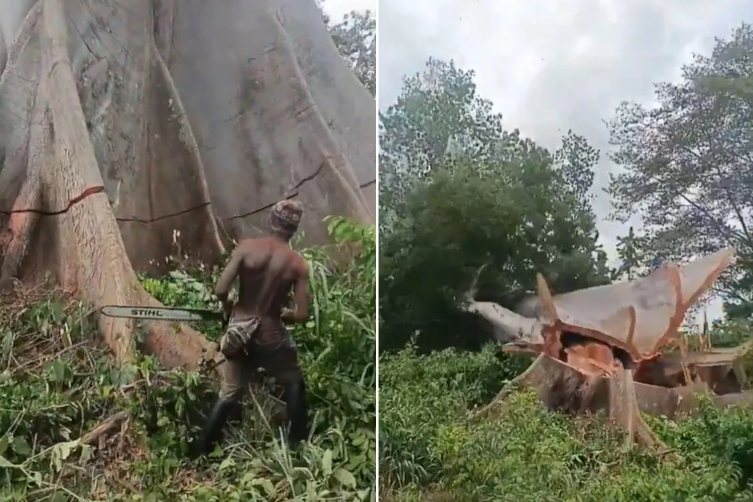 Abbatte un enorme baobab secolare in Africa: cosa sappiamo sul video shock che ha fatto il giro del mondo