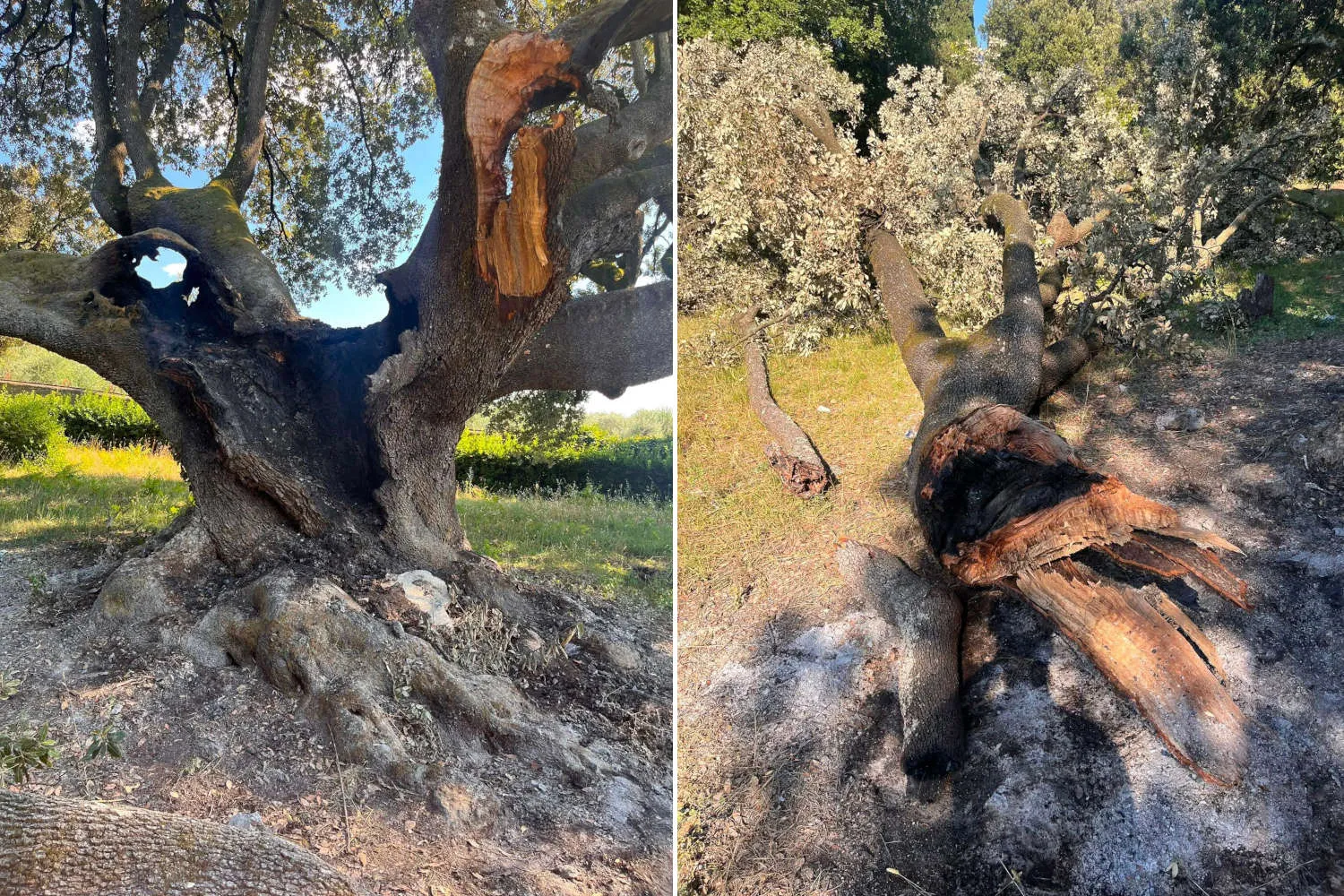 Leccio secolare di Belmonte incendiato, individuati i 4 minorenni responsabili: "volevamo cuocere dei wurstel"