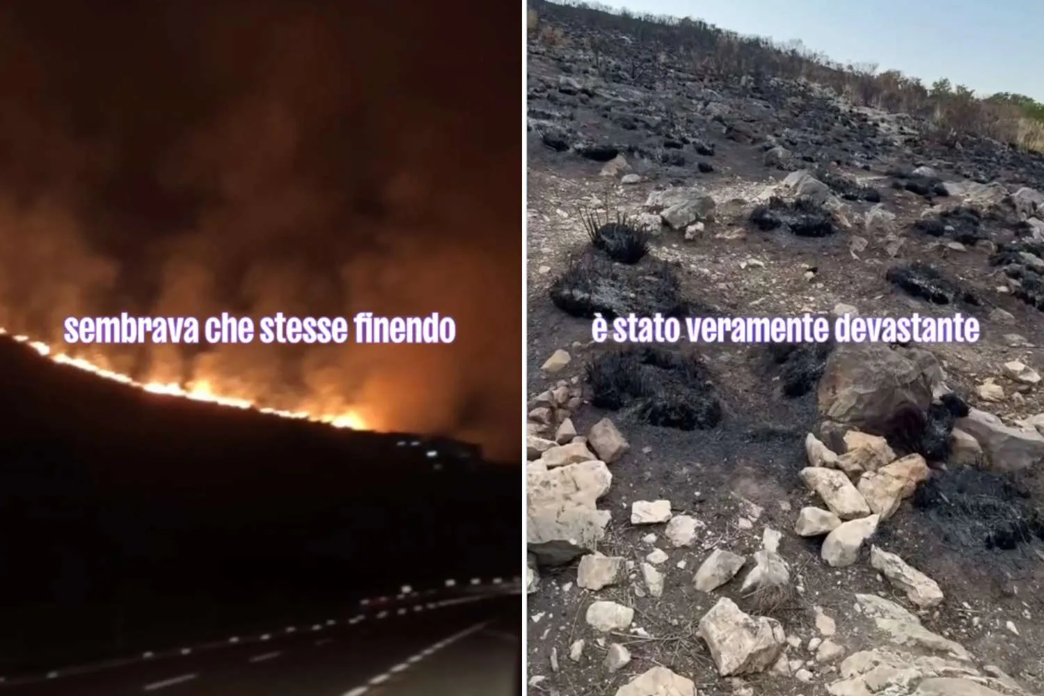 Incendio al santuario Capra Libera Tutti, gli animali sono in salvo ma i pascoli distrutti: "abbiamo bisogno di voi"