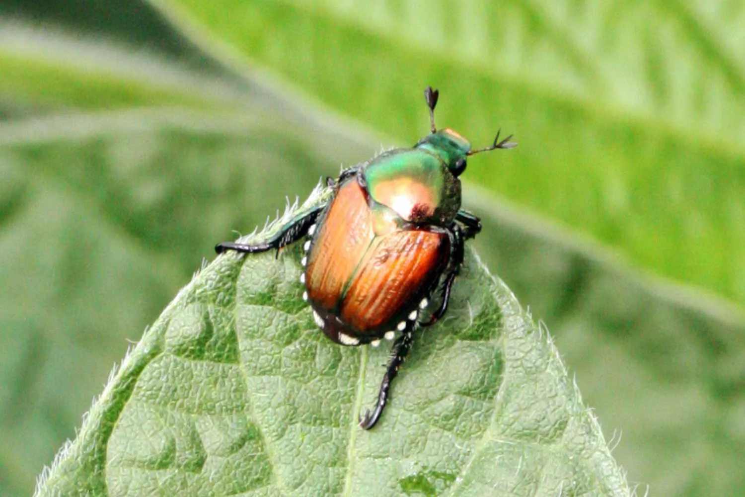 Emergenza Popillia japonica: questa Regione installa 188 trappole per fermare il coleottero invasivo che minaccia i vigneti