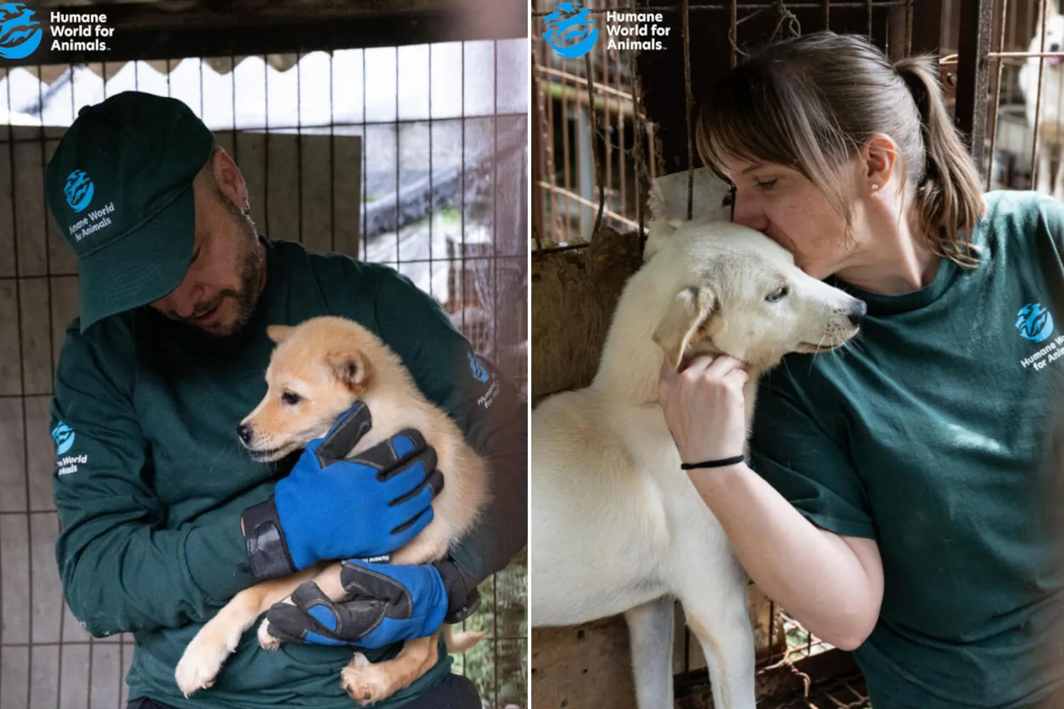 Corea del Sud, i cani non si mangiano più, si adottano! L’emozionante salvataggio di 70 cani dal macello a pochi mesi dal divieto