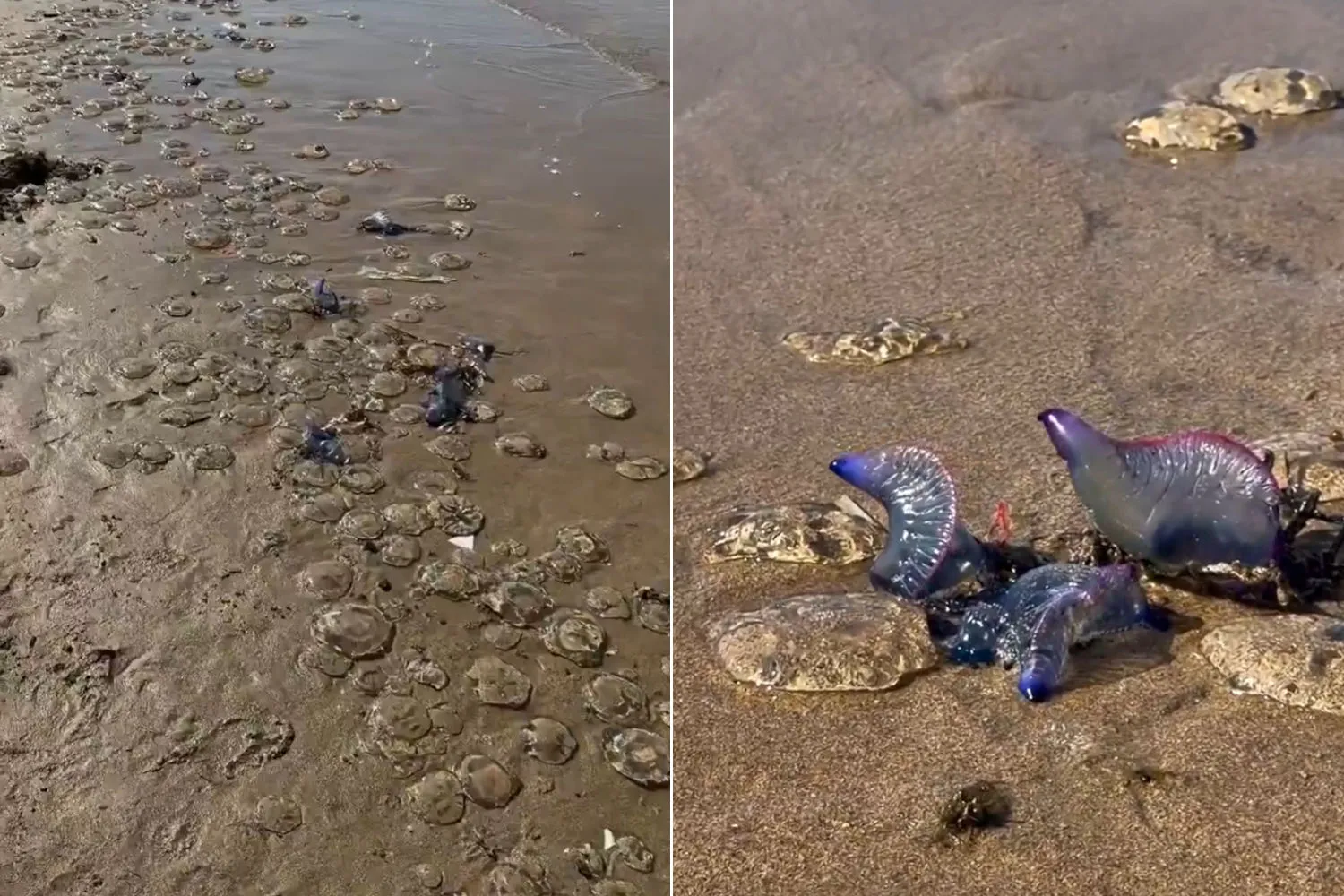 Impressionante invasione di Caravelle Portoghesi a San Sebastian, in Spagna: centinaia di punture e spiagge chiuse