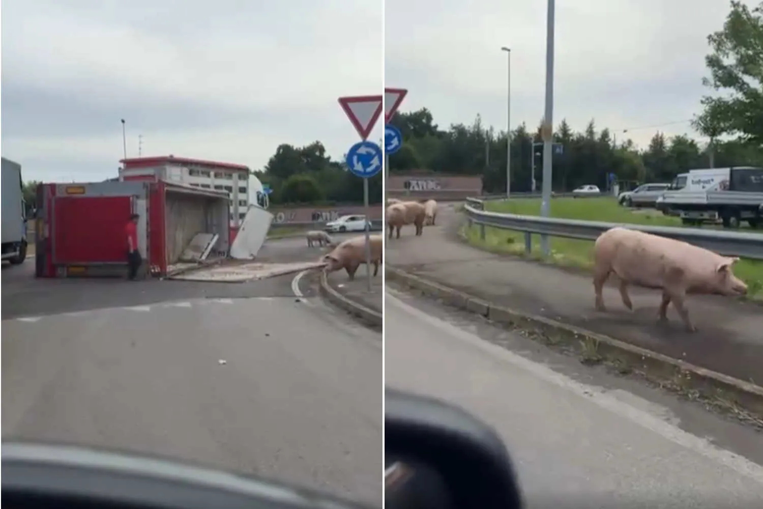Camion si ribalta e decine di maiali fuggono spaventati per strada: caos e traffico in tilt nel Reggiano